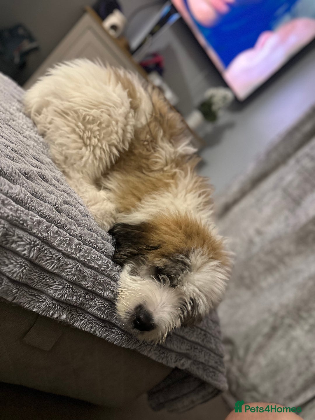 Saint Bernard dogs for sale: Poppy - Image 1