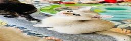 Scottish Fold cats for sale: BEAUTIFUL KITTENS LOOKING FOR THEIR FOREVER HOMES! - Advert 24