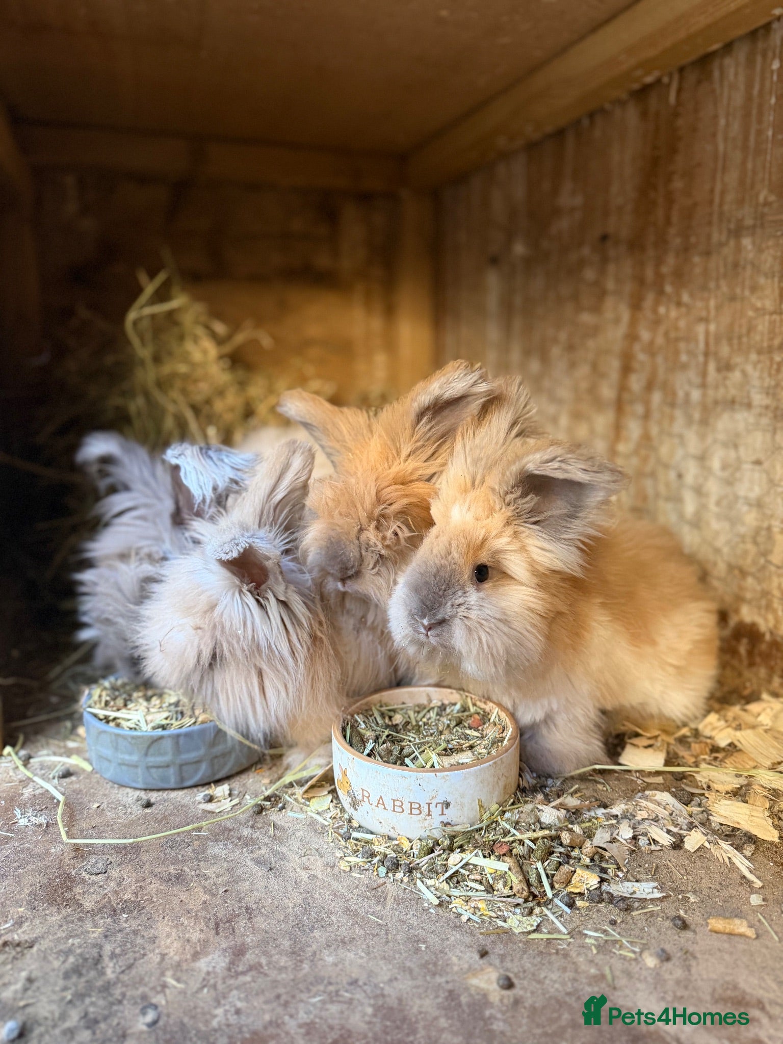 Angora rabbits Angora collection Ready - Advert 2
