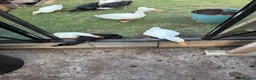 Ducks poultry for sale: Three ducks looking for a new home  in Stourbridge - Advert 5