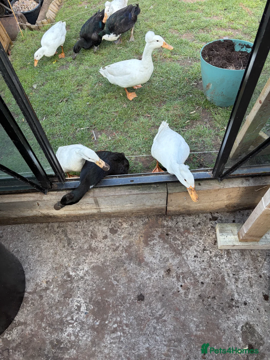 Ducks poultry for sale: Three ducks looking for a new home  in Stourbridge - Advert 5