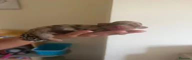 Miniature Dachshund 1