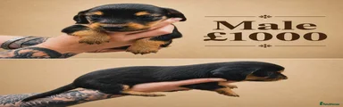 Miniature Dachshund Puppy 1