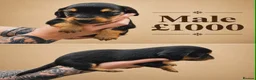 Miniature Dachshund dogs for sale: Miniature long haired dachshunds  - Advert 6