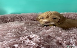 Cockapoo dogs for sale: Miniature cockapoo puppies - Image 5