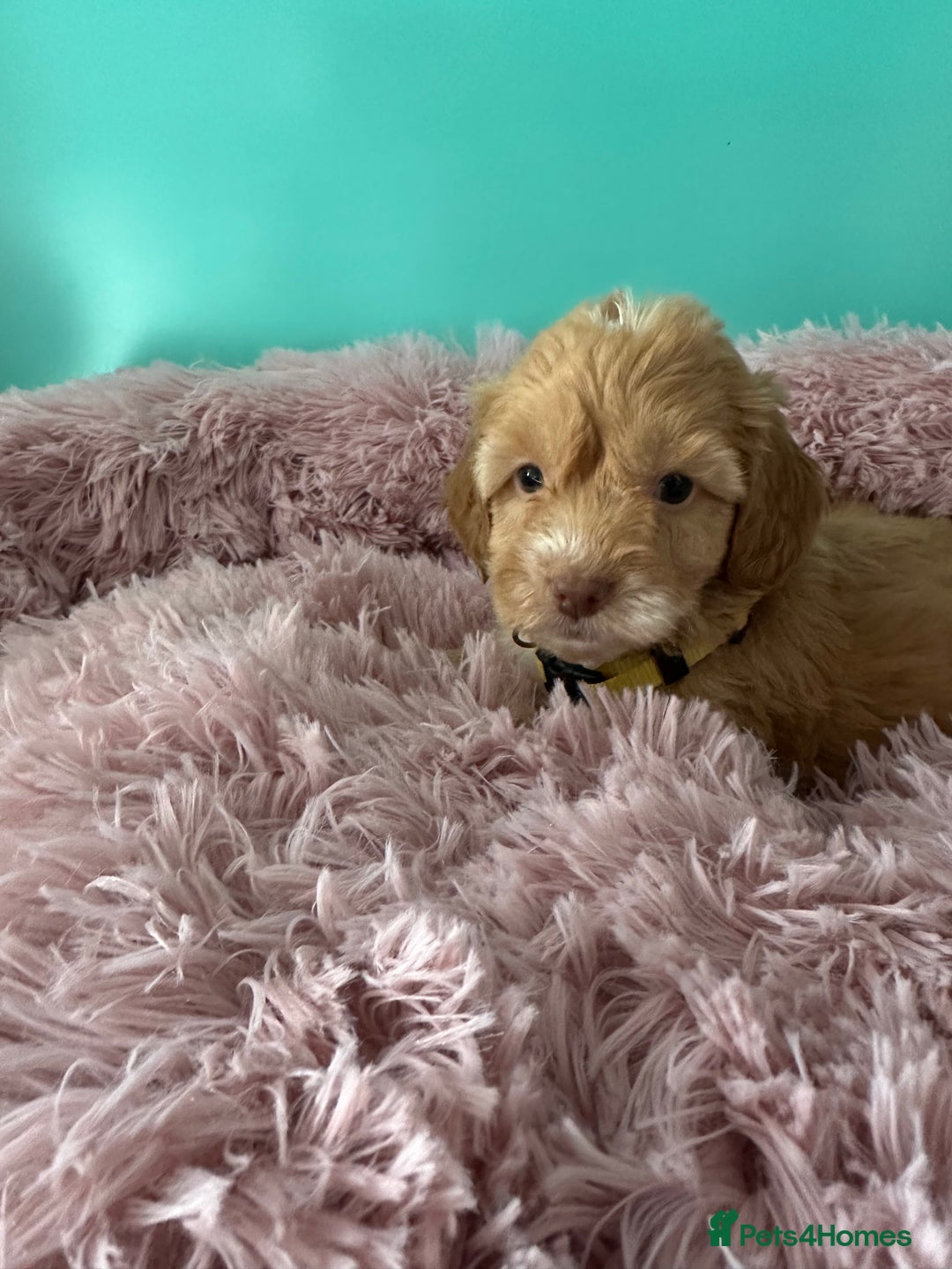 Cockapoo dogs for sale: Miniature cockapoo puppies - Image 5