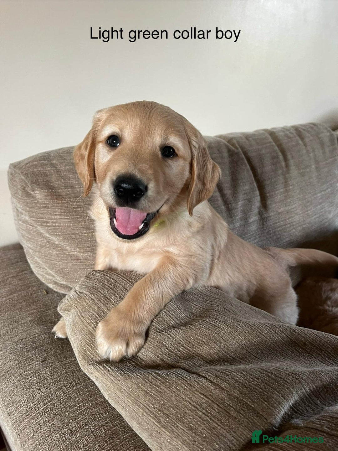 Golden Retriever dogs for sale: Beautiful KC Registered Golden Retriever Puppies  - Image 11