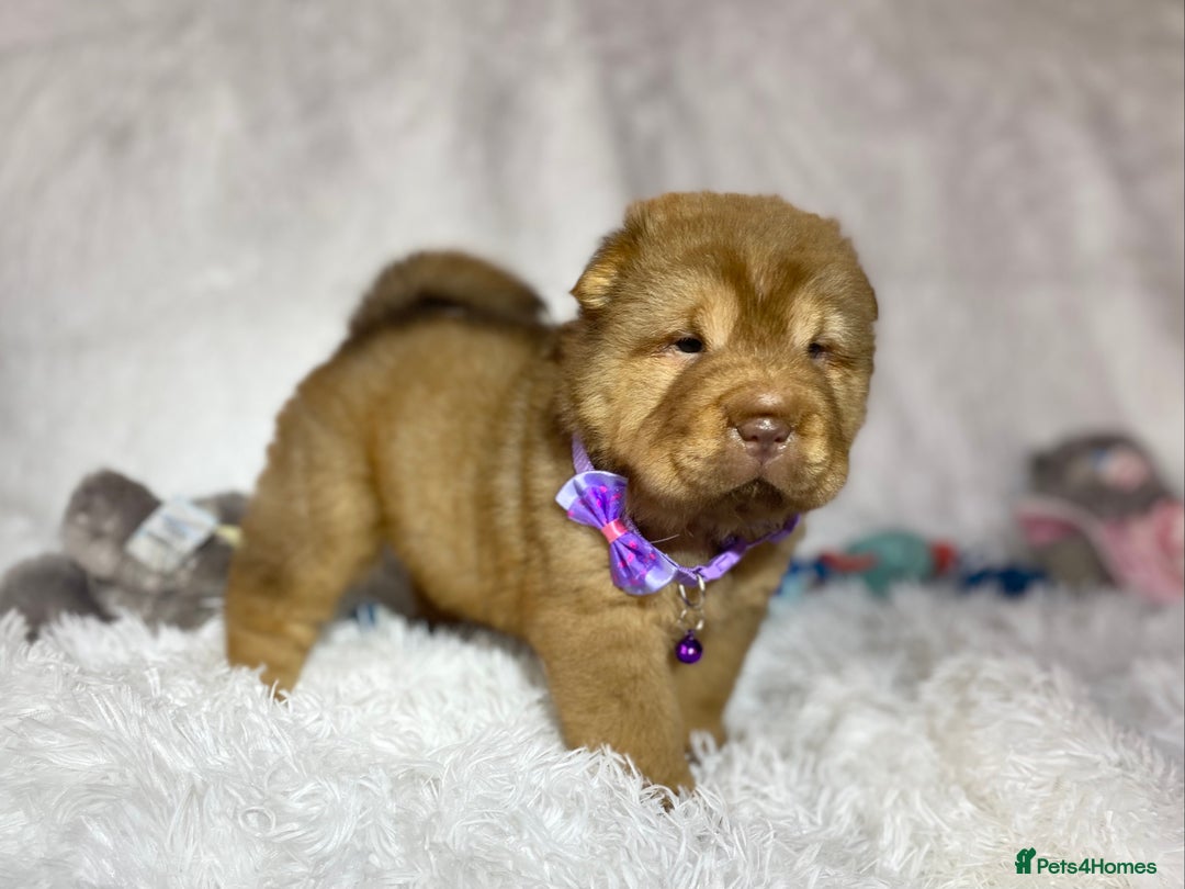 Shar Pei dogs for sale: ⭐️Quality Shar pei puppies for sale⭐️ - Image 22