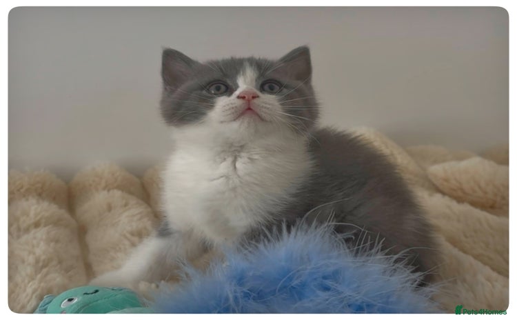 British Shorthair cats - Advert 7