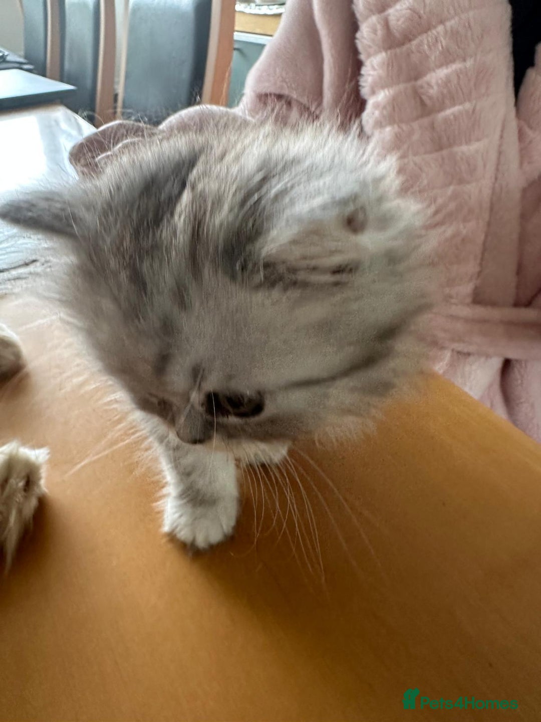 Persian cats for sale: Two multicoloured Persian females - Image 20