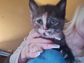 Mixed Breed cats Tortieshell female kitten - Advert 6