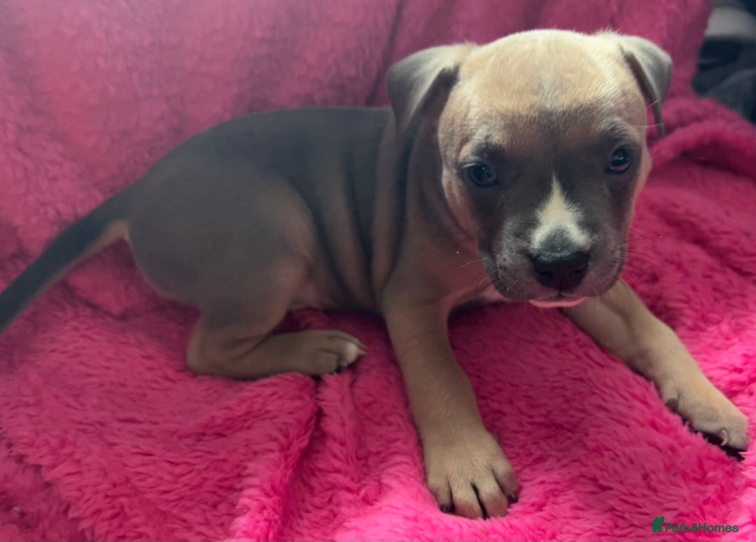 Mixed Breed dogs for sale: Beautiful chunky bully cross staffy pups tri /fawn - Image 26