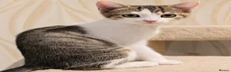 Mixed Breed cats for sale: 2 beautiful, well-socialized kittens  - Advert 11
