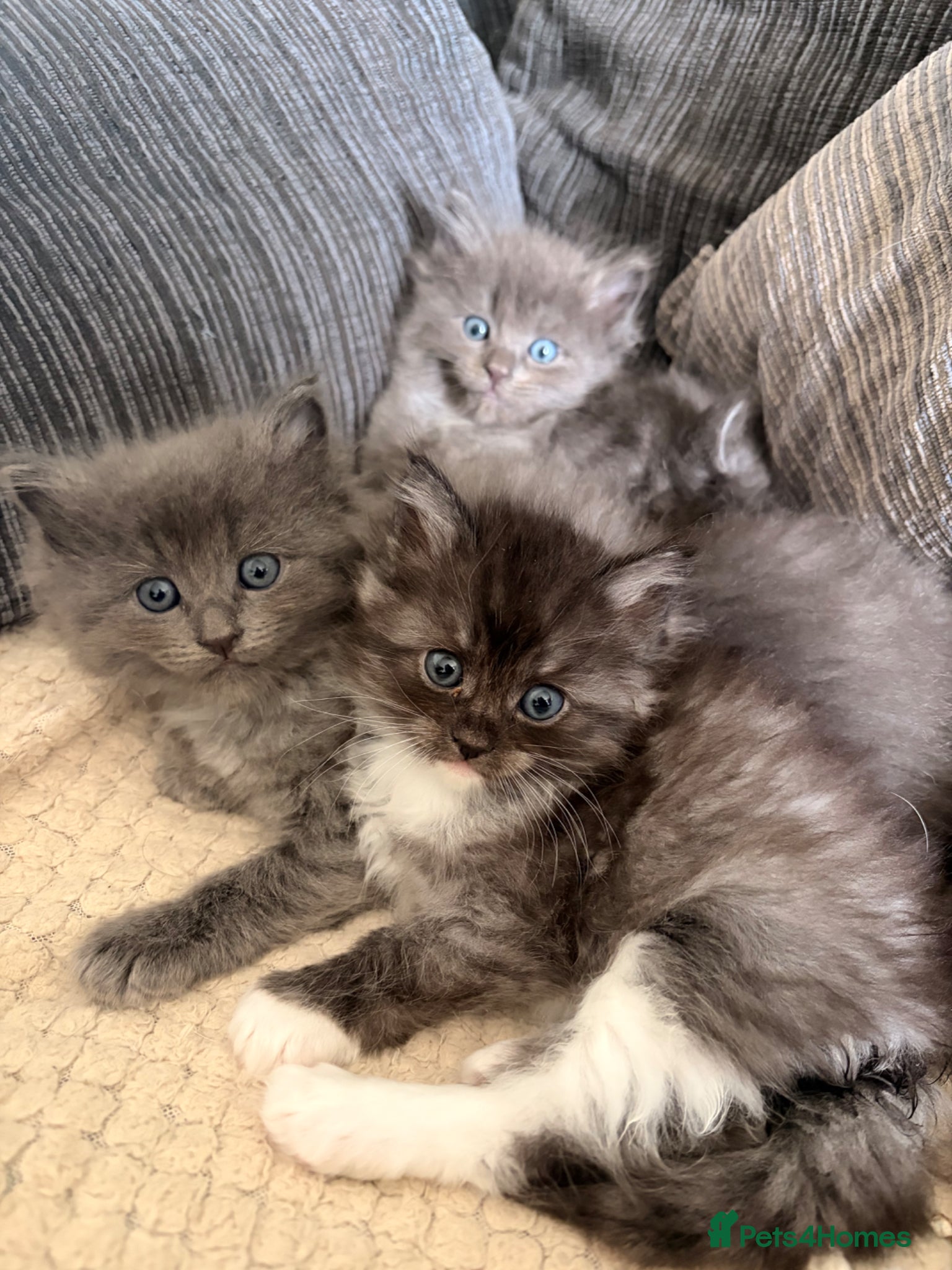 Ragcoon cats Stunning coloured Ragcoon litter  - Advert 2