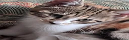 Domestic Shorthair cats for sale: Beautiful tri-colour calico tabby girl in Harlow - Advert 5