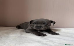 Staffordshire Bull Terrier dogs for sale: BLUEDOGCITY PHARON AT BULLSCAFF X WEDNESDAY ADDAMS - Image 21
