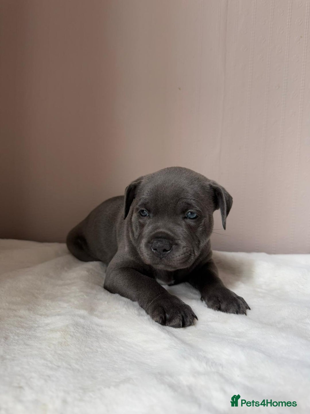 Staffordshire Bull Terrier dogs for sale: BLUEDOGCITY PHARON AT BULLSCAFF X WEDNESDAY ADDAMS - Image 21
