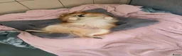 Pomeranian dogs for adoption: Mushu - Advert 4