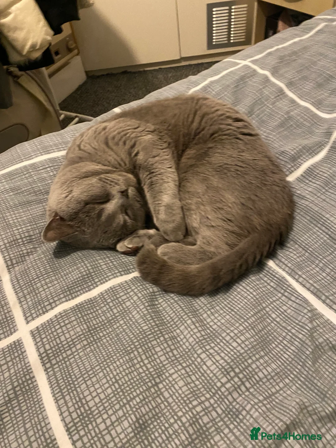 British Shorthair cats for stud: GCCF reg blue British Shorthair for stud - Advert 3