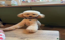 Miniature Poodle dogs for stud: Proven - KC REG MINIATURE POODLE STUD 🐩🐾 in Doncaster - Image 5