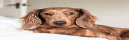 Miniature Dachshund dogs for sale: KC registered longhaired miniature dachshunds  in Birmingham - Advert 24
