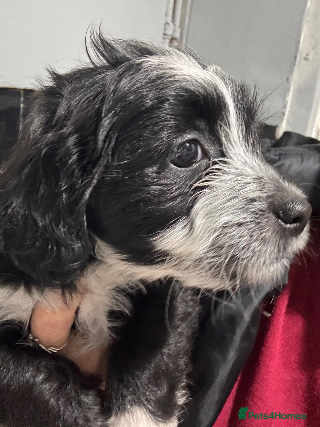 Mixed Breed dogs for sale: Maltipoo in Coventry - Advert 9