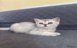 British Shorthair cats for sale: 5 Stunning British Shorthair - Image 12