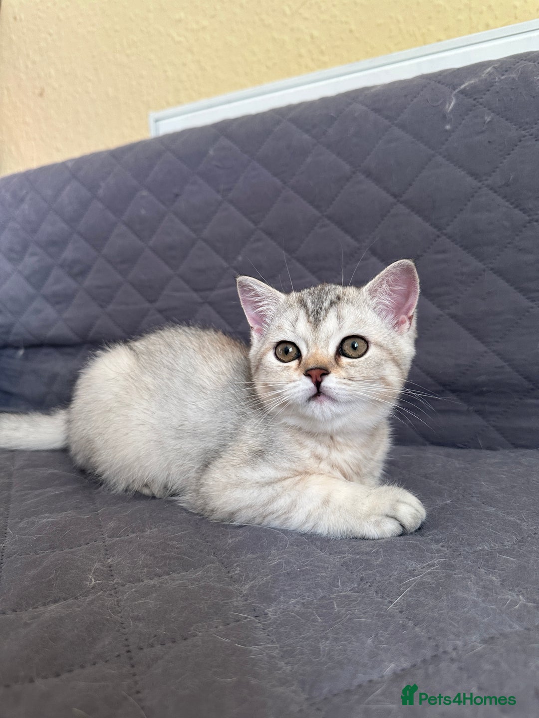 British Shorthair cats for sale: 5 Stunning British Shorthair - Image 12