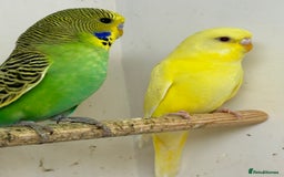 Budgerigars birds for sale: Young budgies for sale - Image 2