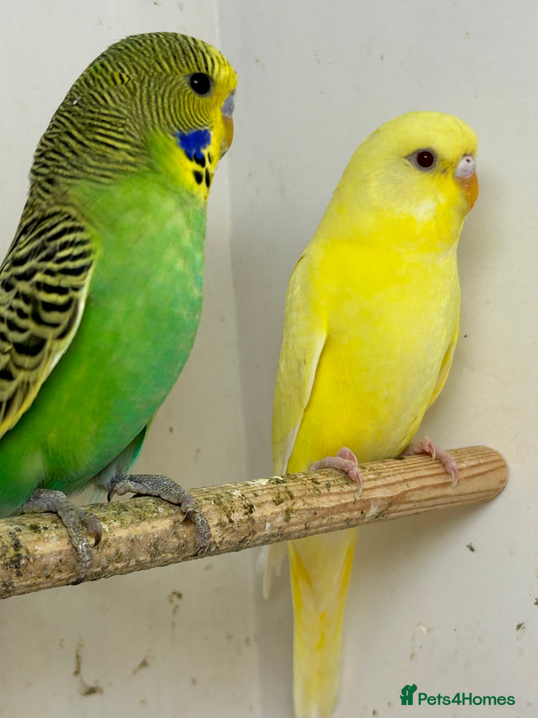 Budgerigars birds for sale: Young budgies for sale - Image 2