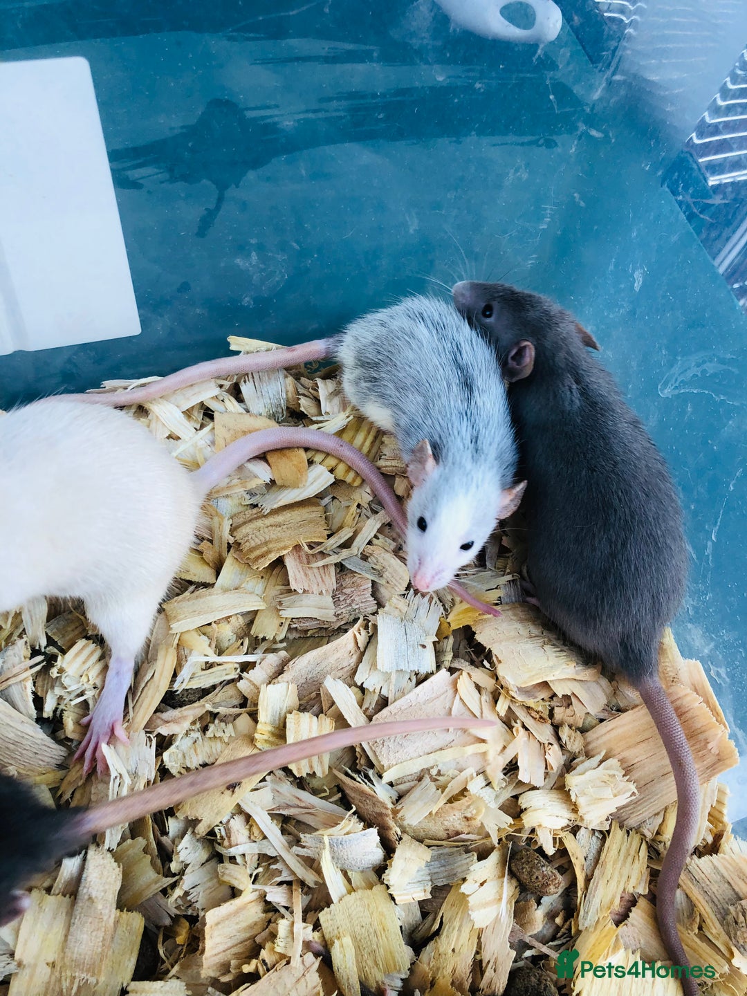 Rat rodents for sale: Baby rats for sale - Advert 5