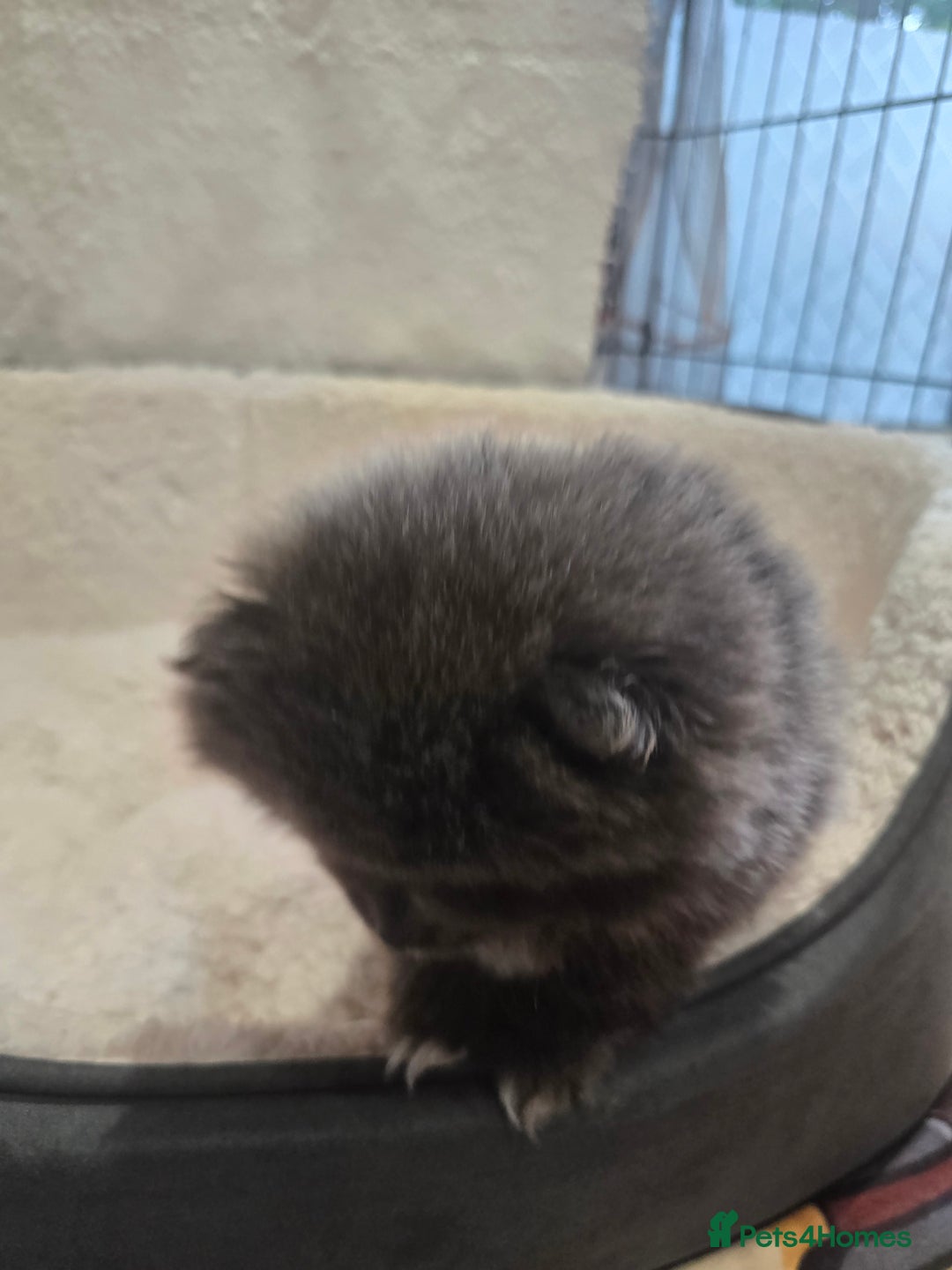 Pomeranian dogs for sale: Pomeranian puppy - Advert 3