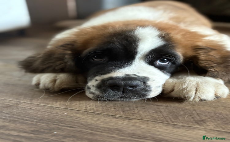 Saint Bernard dogs - Advert 3