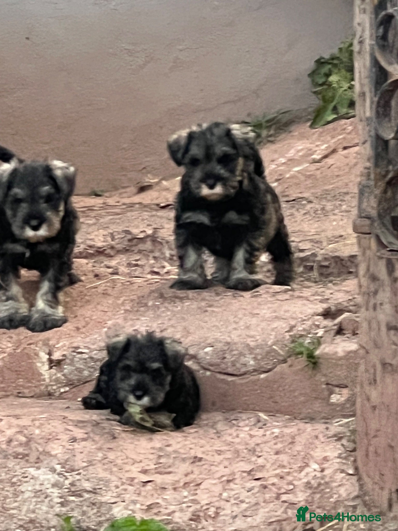 Miniature Schnauzer dogs Miniature schnauzer  - Advert 1