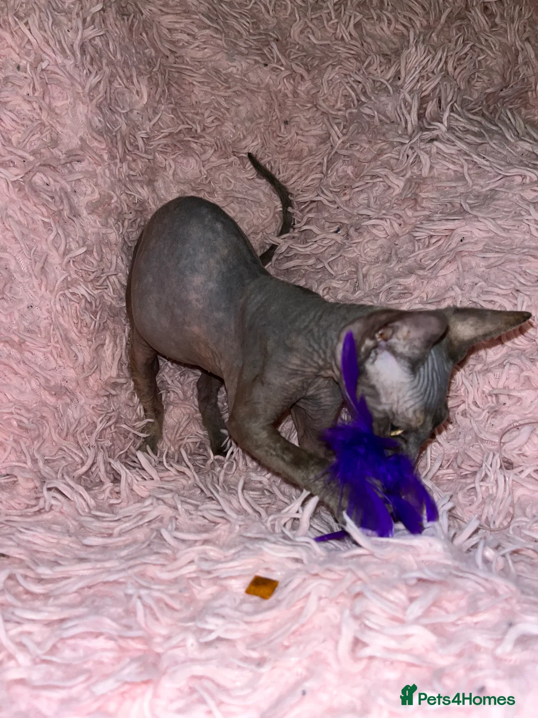 Sphynx cats for sale: Adorable Sphynx Kittens - Advert 8