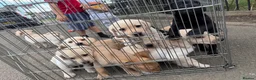 Labrador Retriever dogs for sale: Beautiful KC Registered Labrador Puppies  - Advert 8