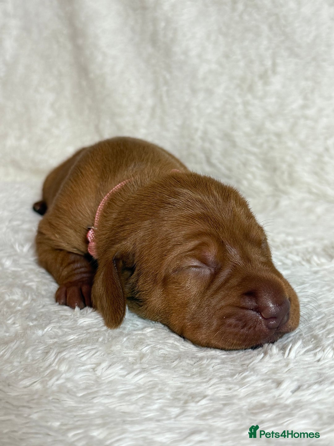 Hungarian Vizsla dogs for sale: KC registered Hungarian Viszla puppies - Advert 23