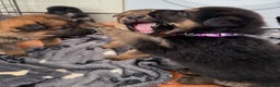 German Shepherd dogs for sale: KC Registered & Bred From Health Tested Parents  - Advert 20