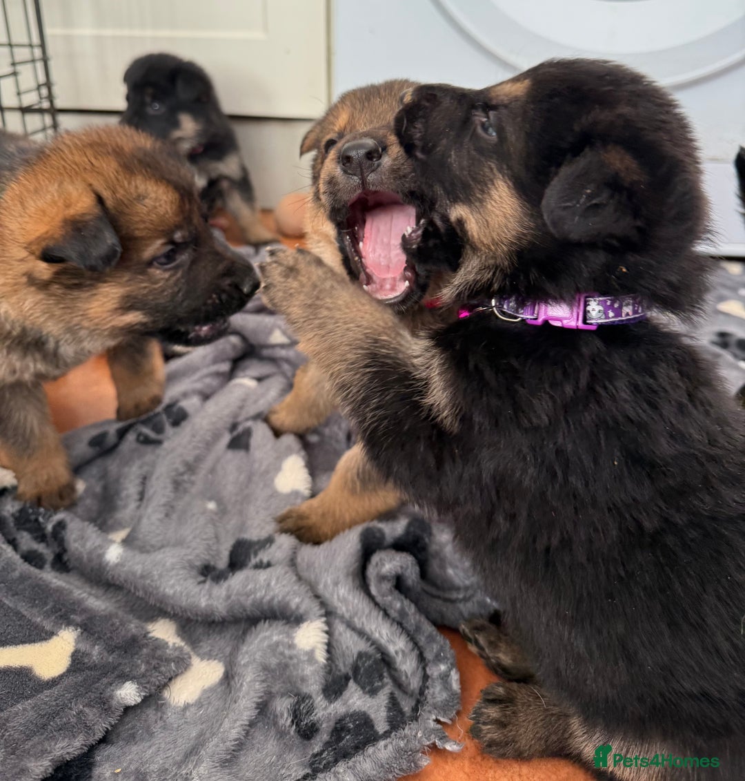 German Shepherd dogs for sale: KC Registered & Bred From Health Tested Parents  - Advert 20