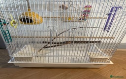 Budgerigars birds for sale: Budgies Birds  - Image 7