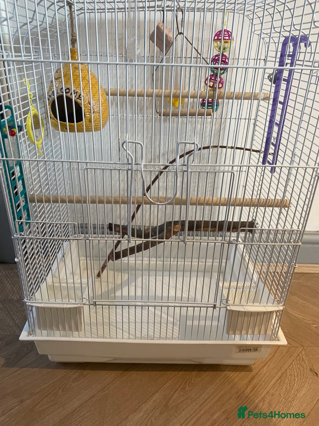 Budgerigars birds for sale: Budgies Birds  - Image 7