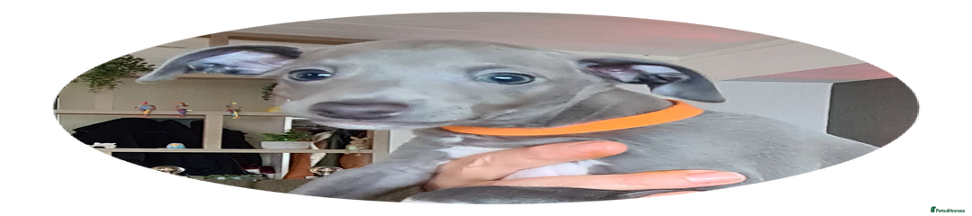 Italian Greyhound Puppy 1