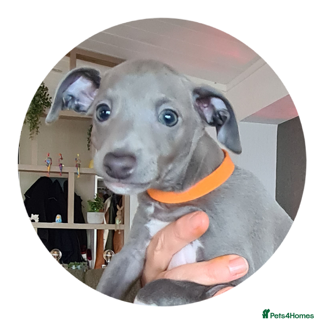 Italian Greyhound dogs for sale: Beautiful italian greyhound  - Image 10