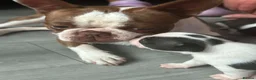 Boston Terrier dogs for sale: 5 BEAUTIFUL BOSTON TERRIER PUPPIES  - Advert 15