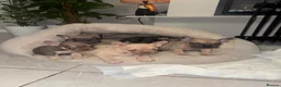 French Bulldog dogs for sale: French bulldogs  in Manchester - Advert 22