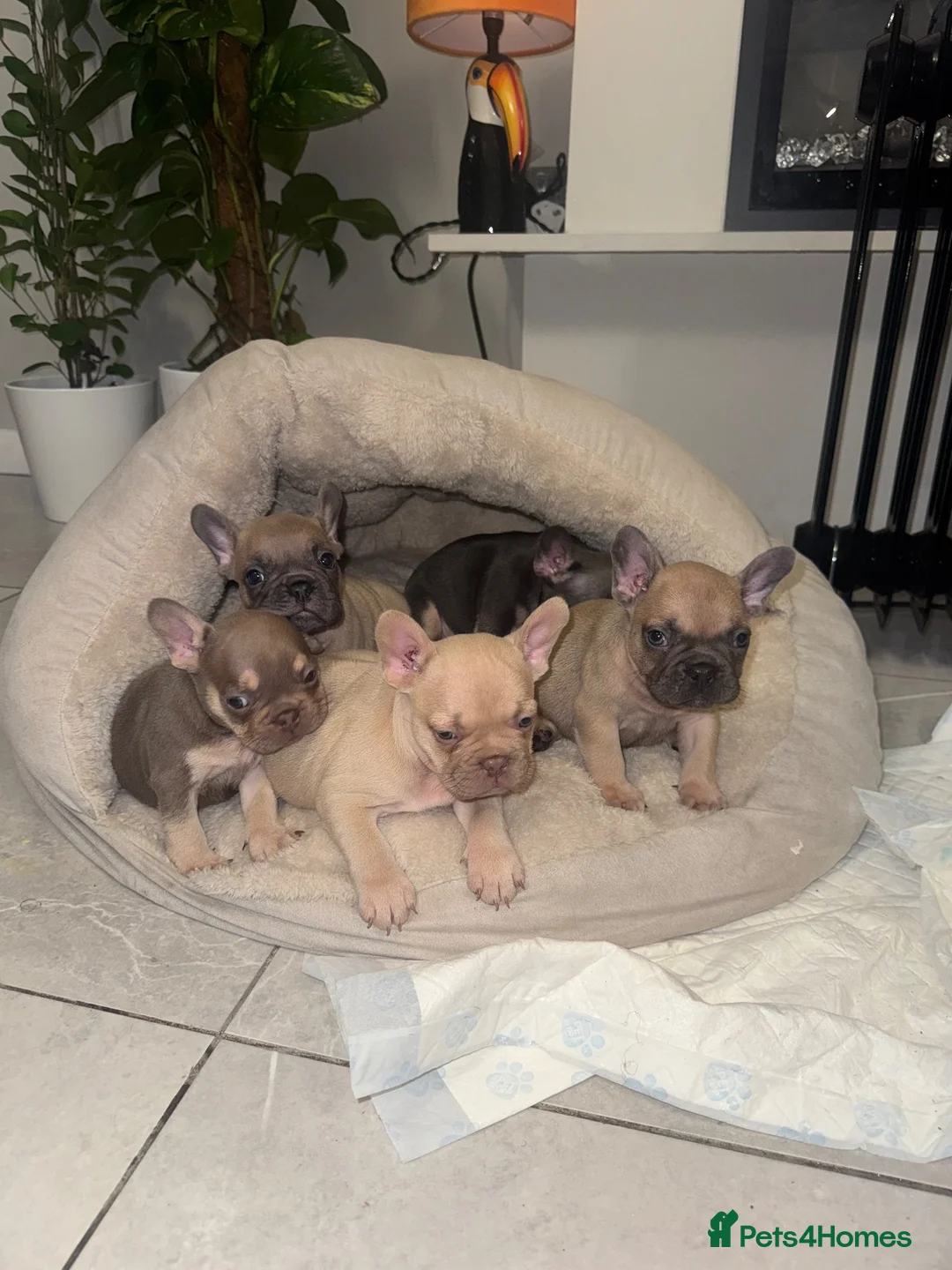 French Bulldog dogs for sale: French bulldogs  in Manchester - Advert 22