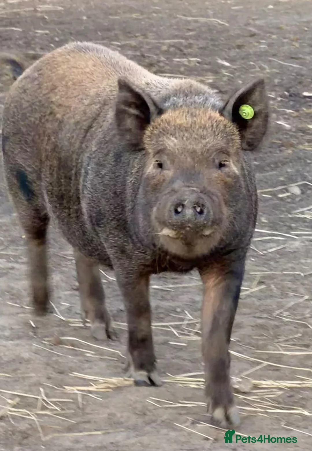 Pig livestock for sale: Cross breed mini pigs in Goole - Advert 2