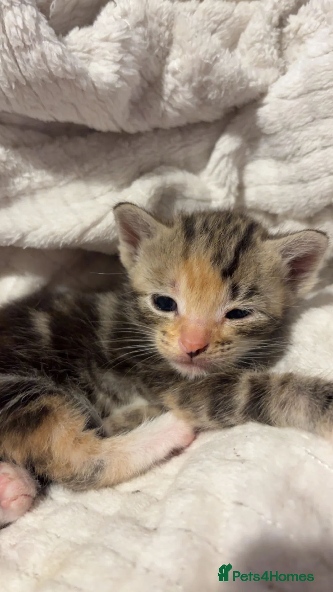 Mixed Breed cats for sale: Luna  - Advert 2