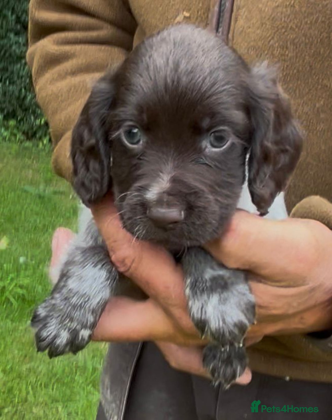 Cocker Spaniel dogs for sale: KC Reg Working Cocker spaniel puppies roan - Image 16