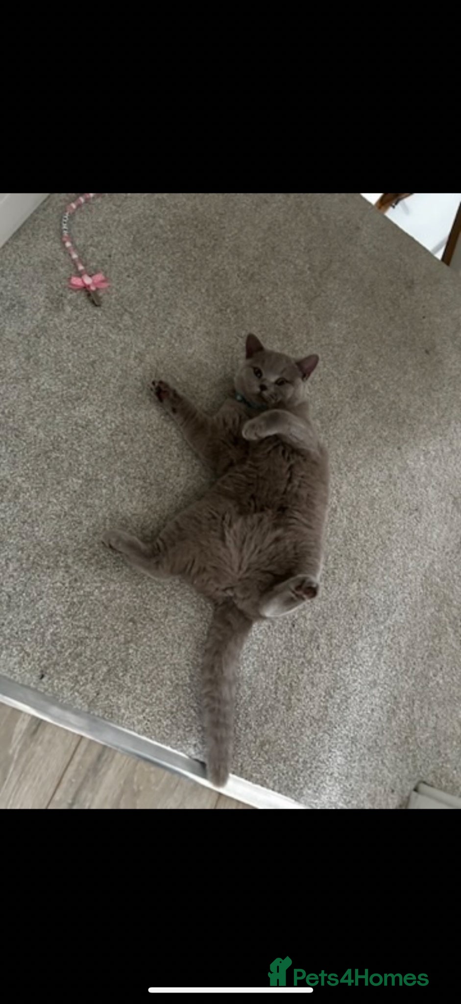 British Shorthair cats for sale: Stunning GCCF-Registered British Shorthair Kittens - Advert 12